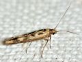 Scythris limbella